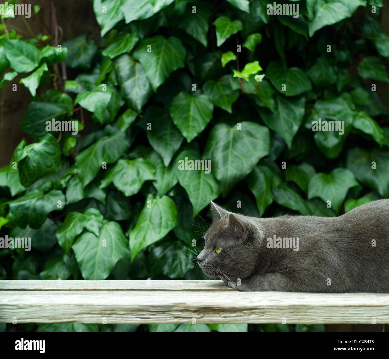 grey cat in the garden Stock Photo - Alamy