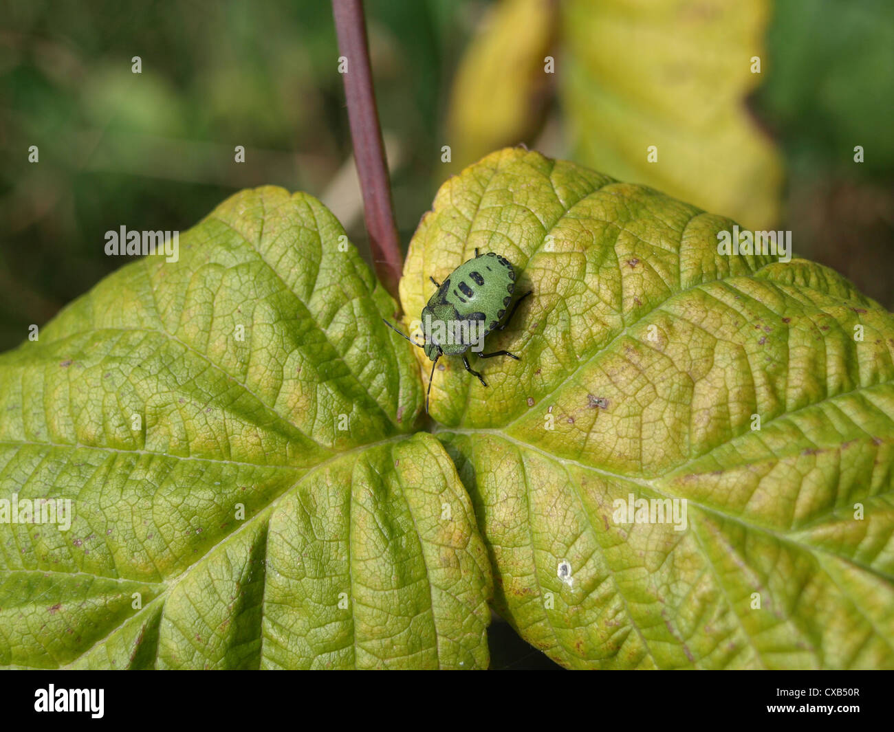 green shield bug on a leaf  / Palomena prasina / grüne Stinkwanze auf Blatt Stock Photo