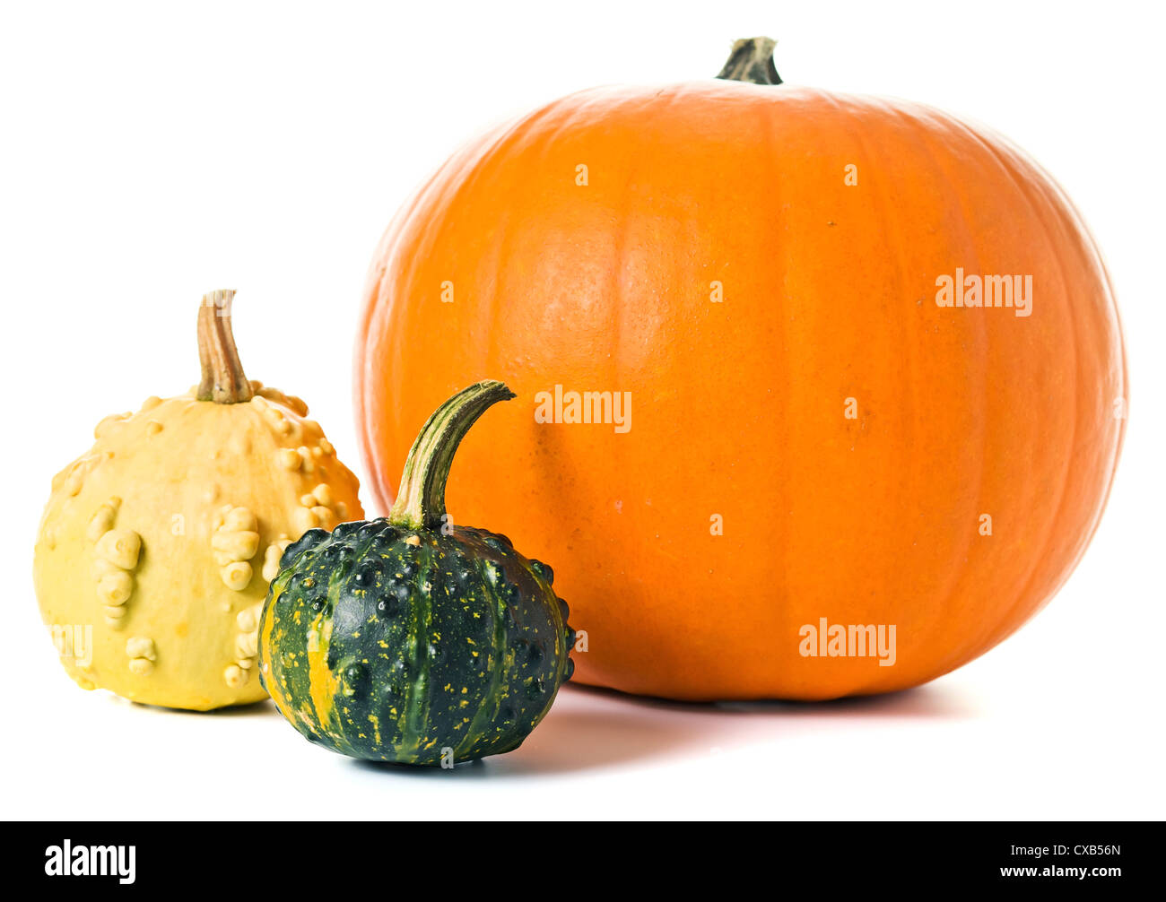 pumpkins isolated on a white background Stock Photo - Alamy