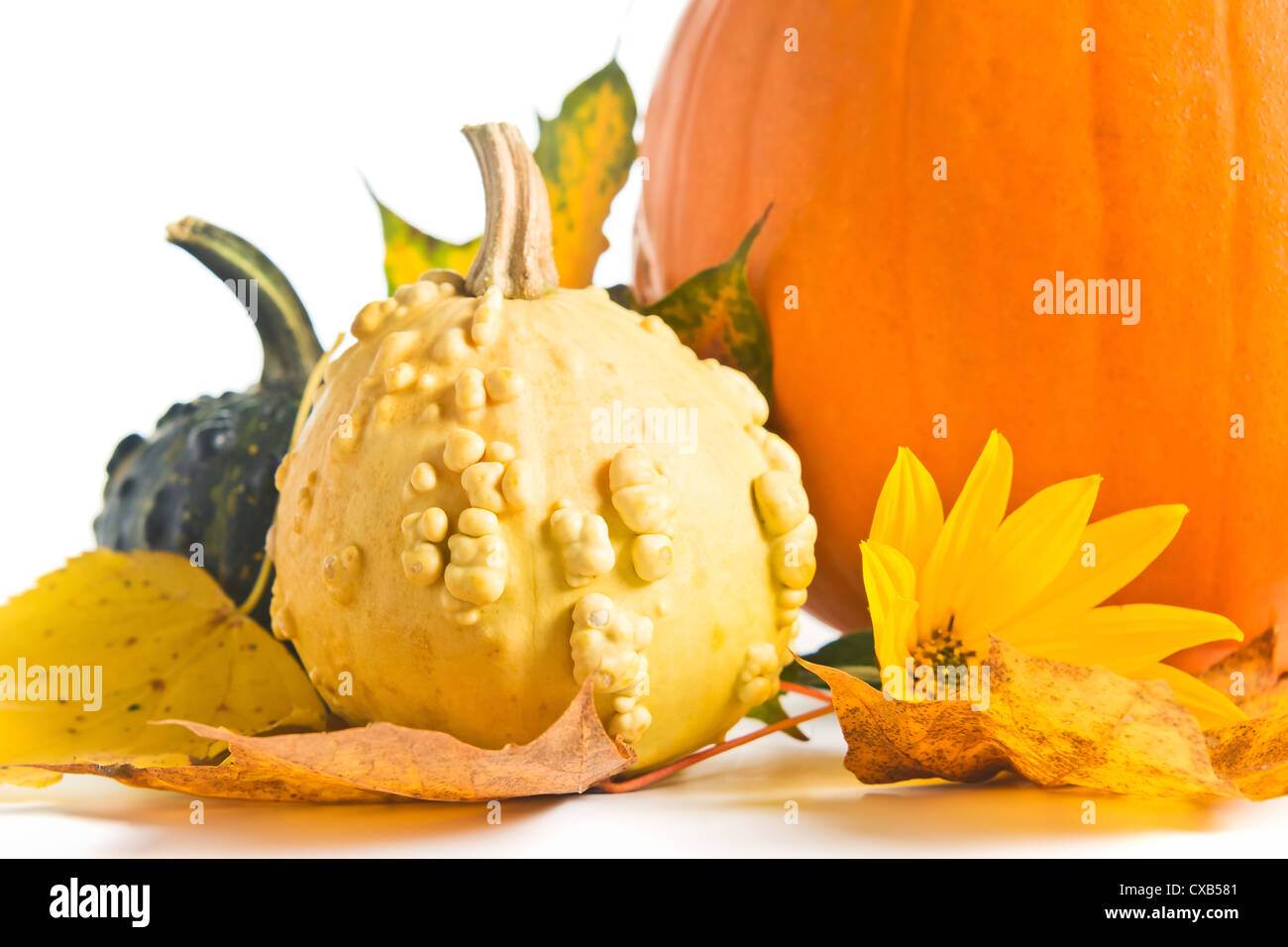 pumpkins and yellow leaves isolated on a white background Stock Photo ...