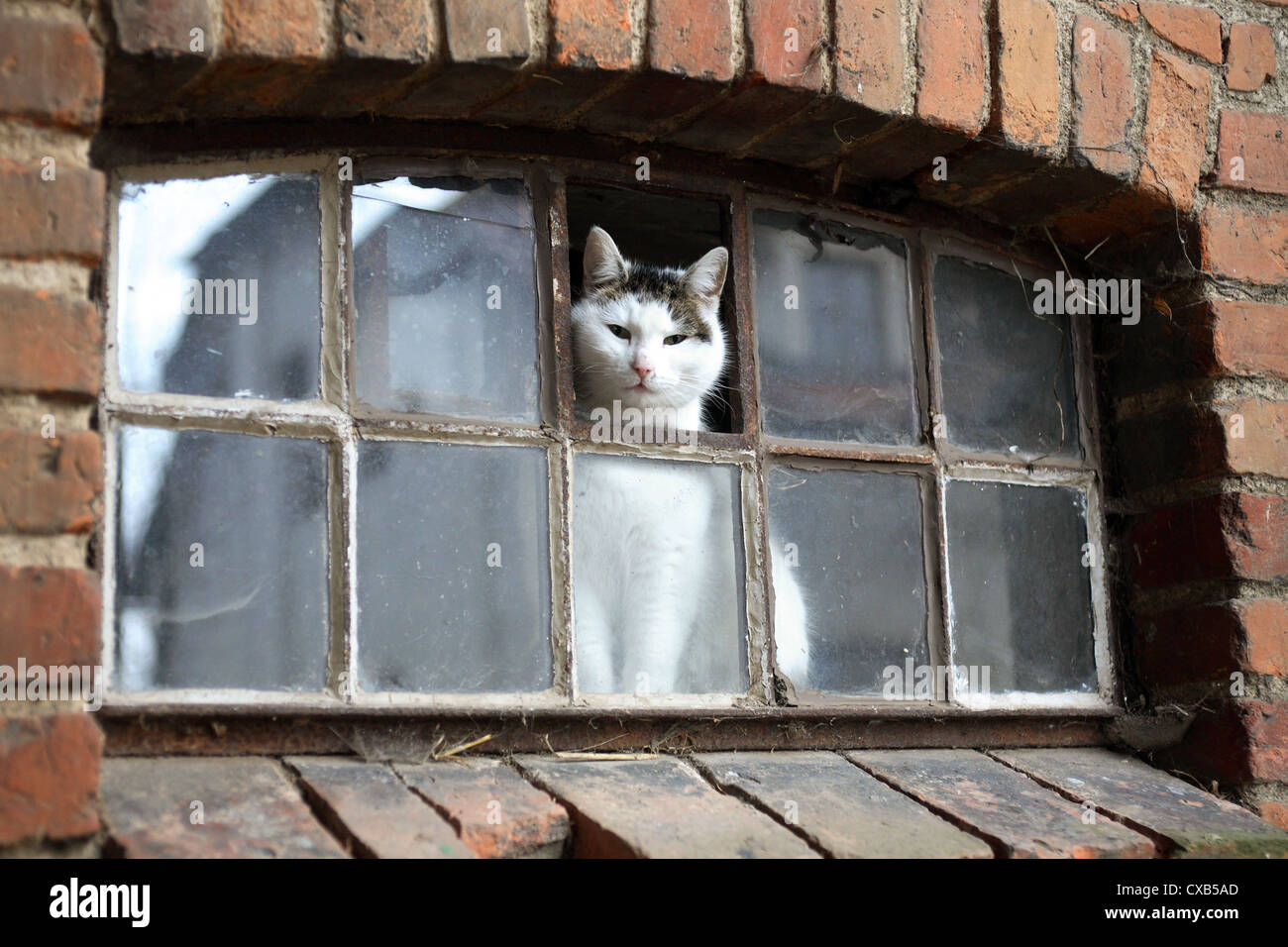 Resplendent village, a cat looking out of a window Stock Photo