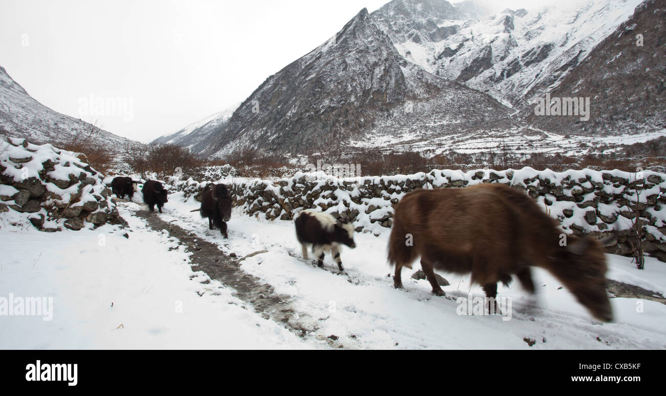 Yaks walking along a path covered in snow, Langtang valley, Nepal Stock Photo