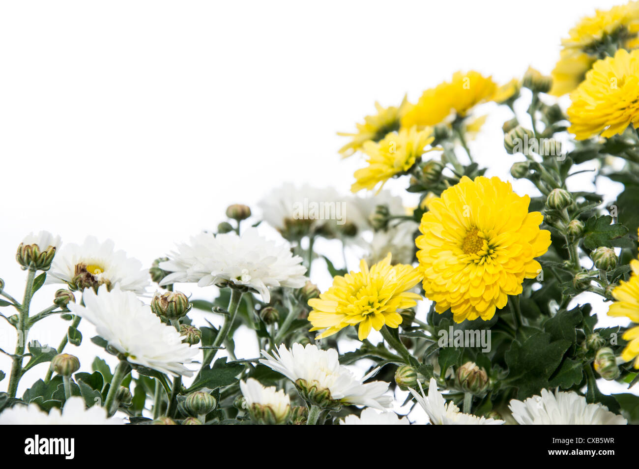 White and Yellow flowers (lat. Chrysanthemum) Stock Photo