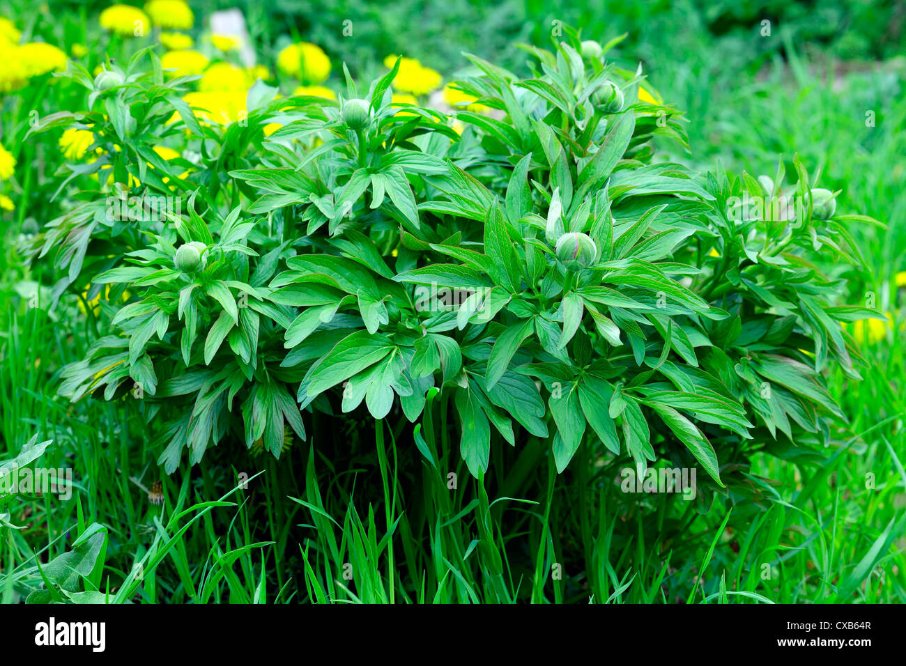 Close up of a peony plant with flower buds, spring, Saarland / Germany Stock Photo