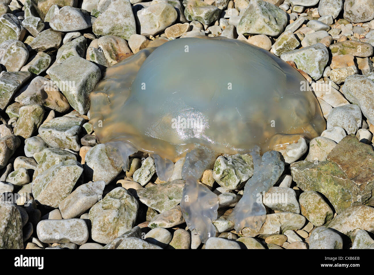 Barrel / dustbin-lid jellyfish (Rhizostoma octopus / Rhizostoma pulmo) washed ashore on pebble beach, Charente-Maritime, France Stock Photo