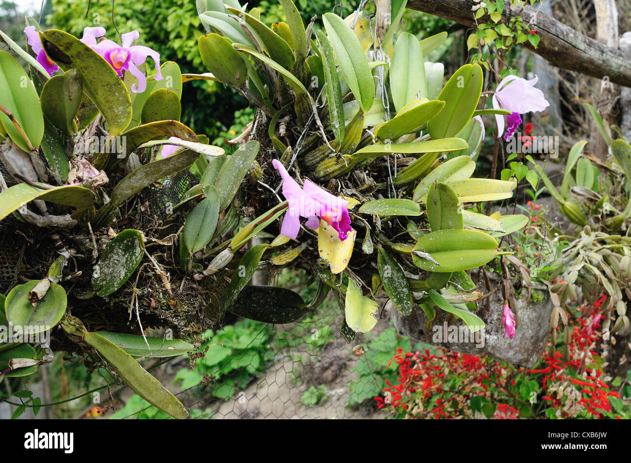 Orchid .Road - Aguas Calientes in RIVERA . Department of Huila. COLOMBIA Stock Photo