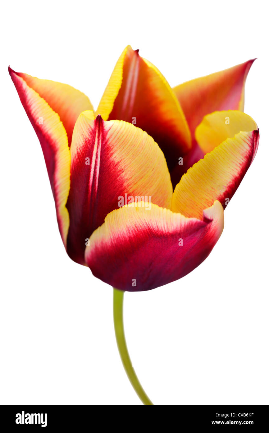 Close up of a tulip flower isolated on white background Stock Photo - Alamy