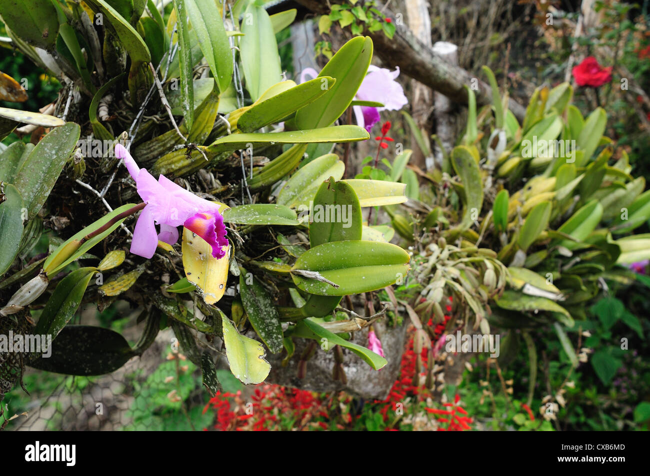 Orchid .Road - Aguas Calientes in RIVERA . Department of Huila. COLOMBIA Stock Photo
