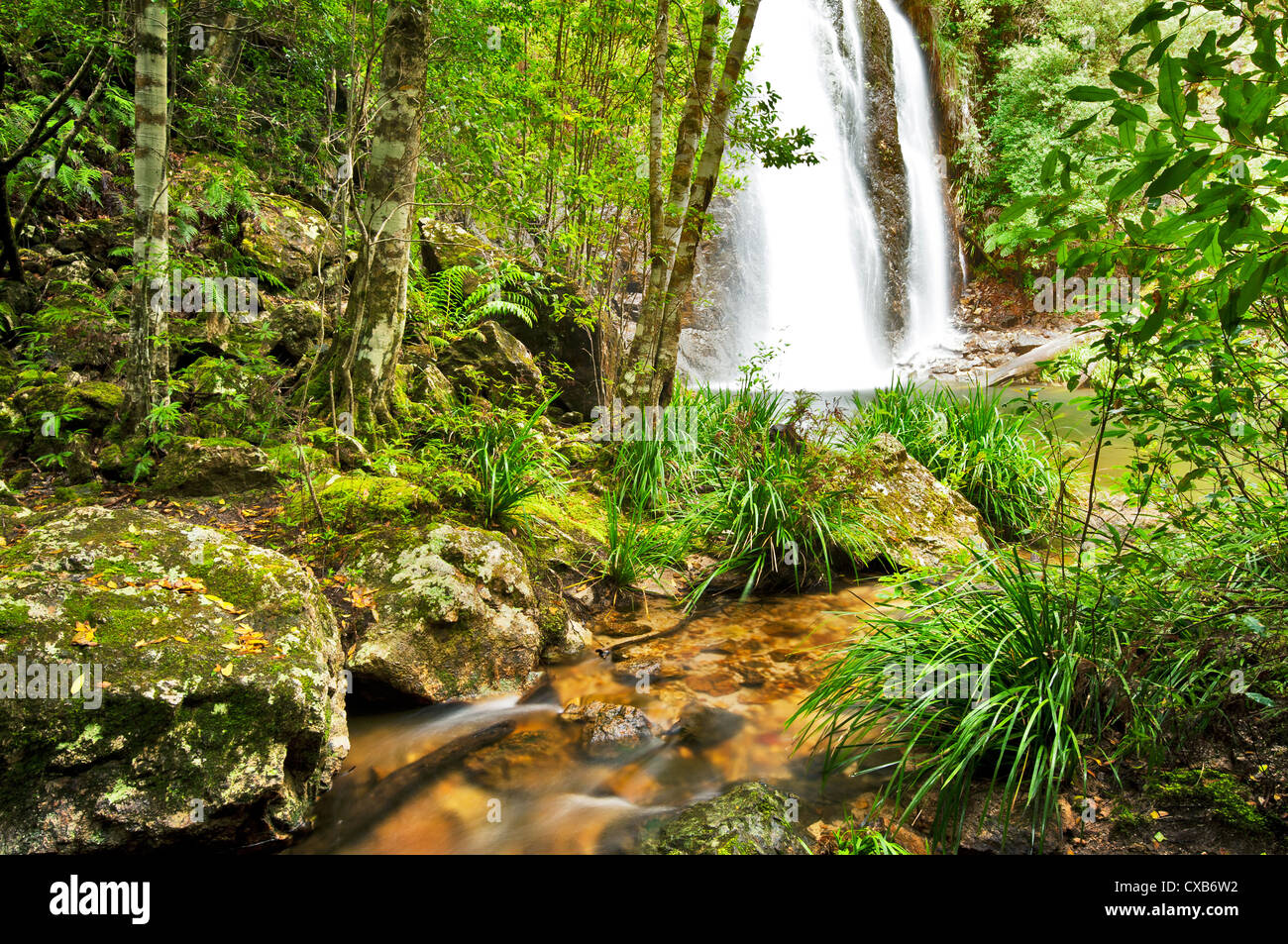 Boundary Falls in World Heritage listed Gondwana Rainforest. Stock Photo