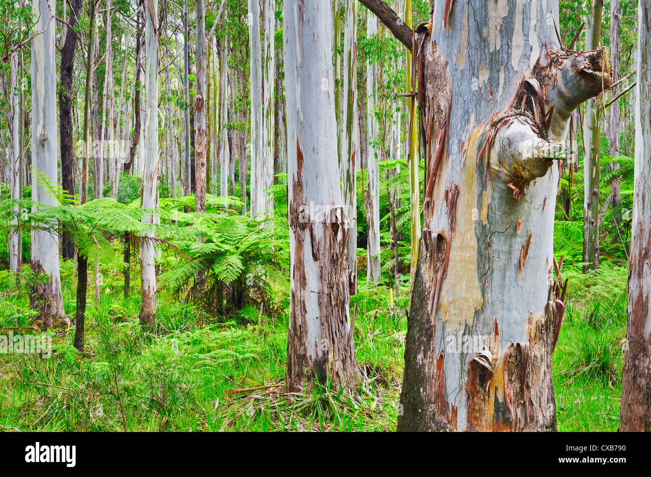 Blue Gum forest in Werrikimbe National Park. Stock Photo