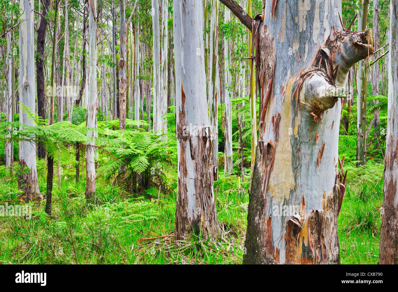 Eucalyptus Trees Forest Stock Photos & Eucalyptus Trees Forest Stock