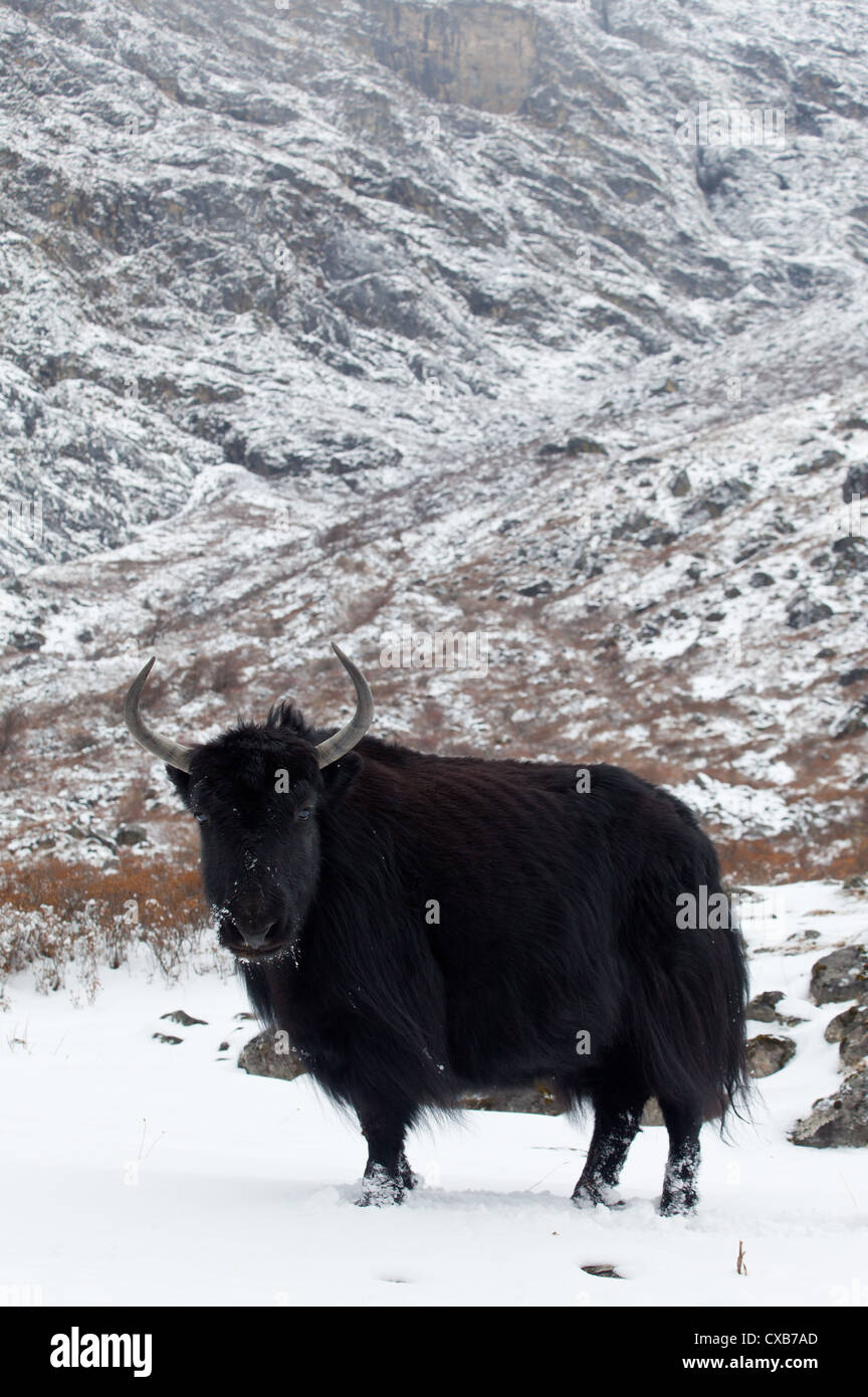 Yak standing in the snow, Langtang valley, Nepal Stock Photo Alamy