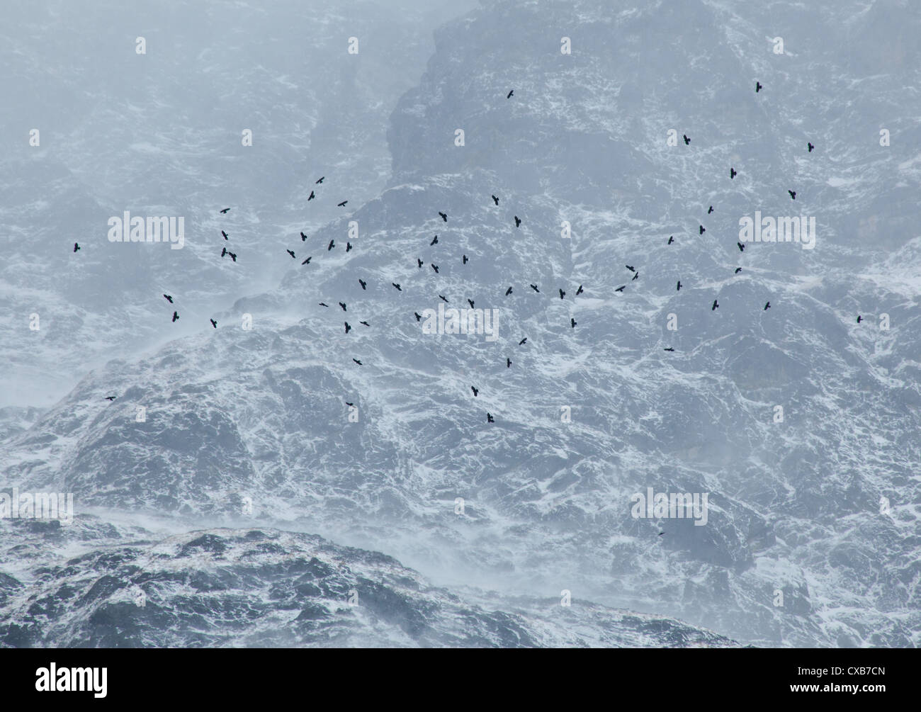 A flock of Alpine Chough or Yellow-billed Chough, (Pyrrhocorax graculus) soaring in misty mountains, Langtang Valley, Nepal Stock Photo