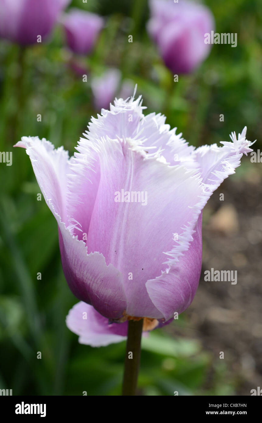 Blue heron fringed tulip hires stock photography and images Alamy