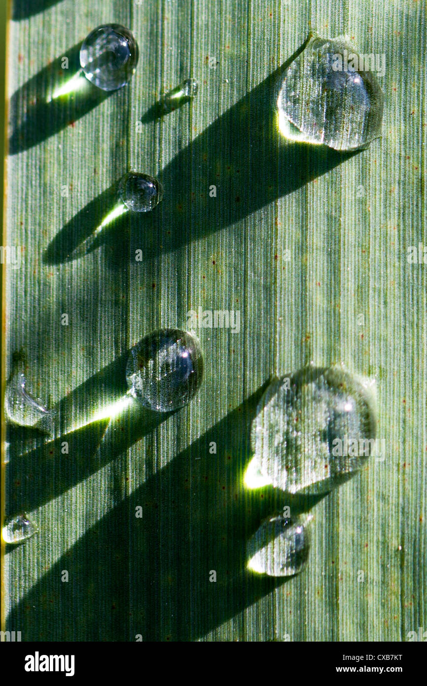 Beads of water on a Bulrush leaf, Bow Creek Ecology Park, Newham, London, England, UK. Stock Photo