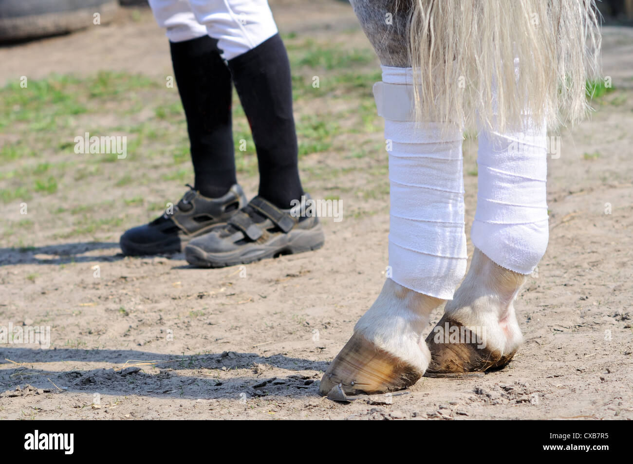 human legs and horse legs, focused on foreground Stock Photo