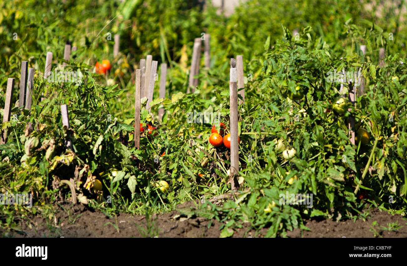 tomato garden Stock Photo