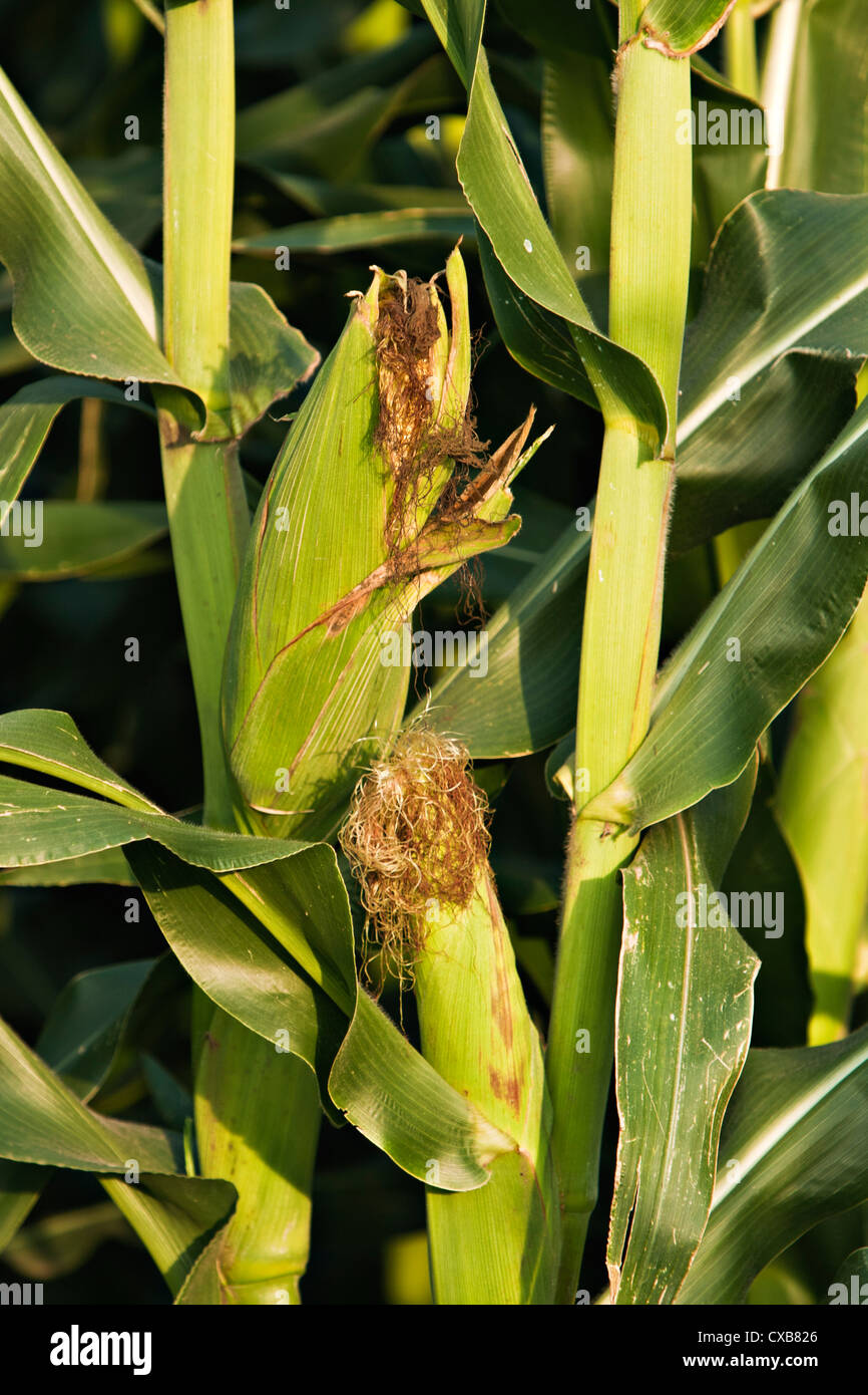 Corncob, Maize (Zea mays) Stock Photo