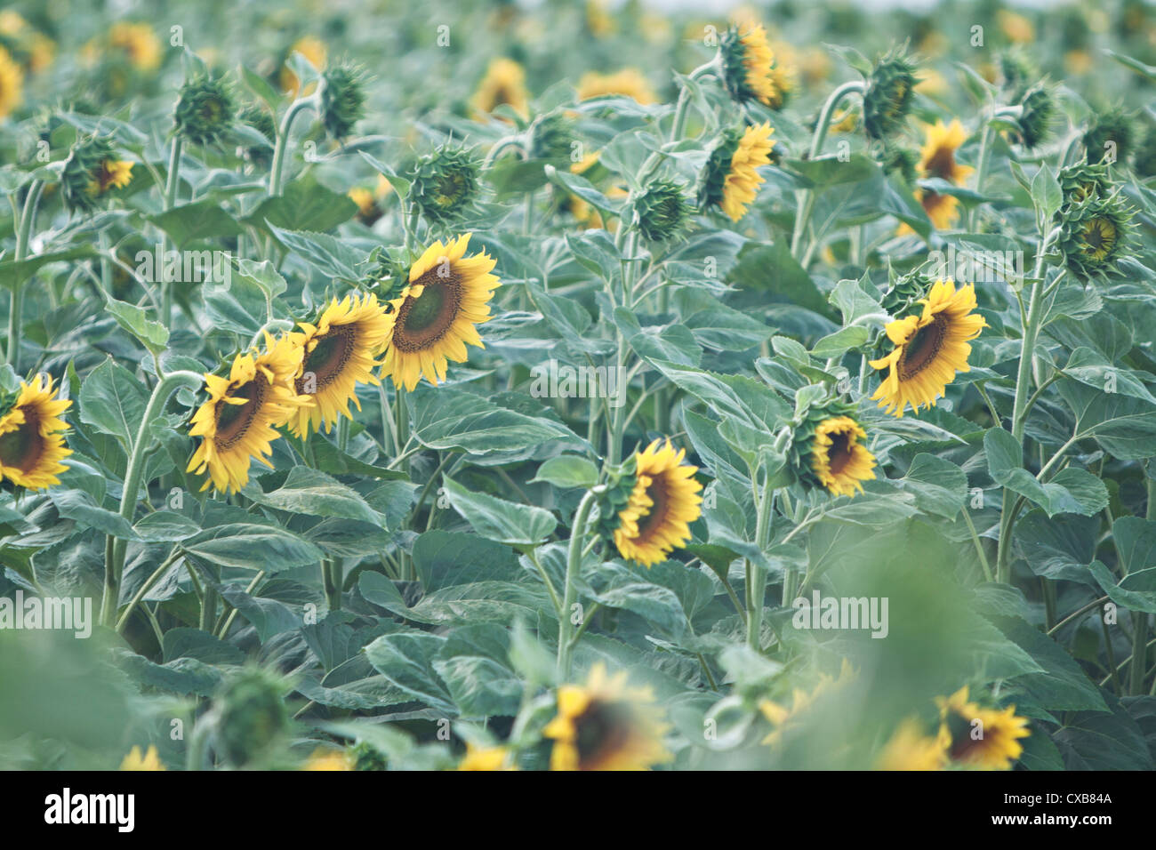 A field of Sunflowers (Helianthus annuus) Stock Photo