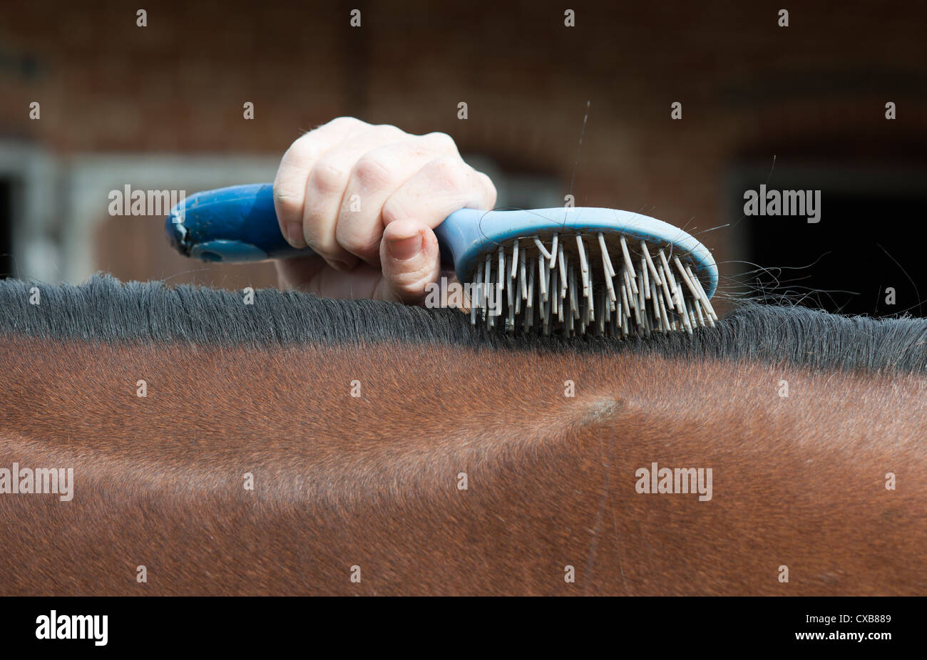 Brushing the mane of a horse Stock Photo Alamy