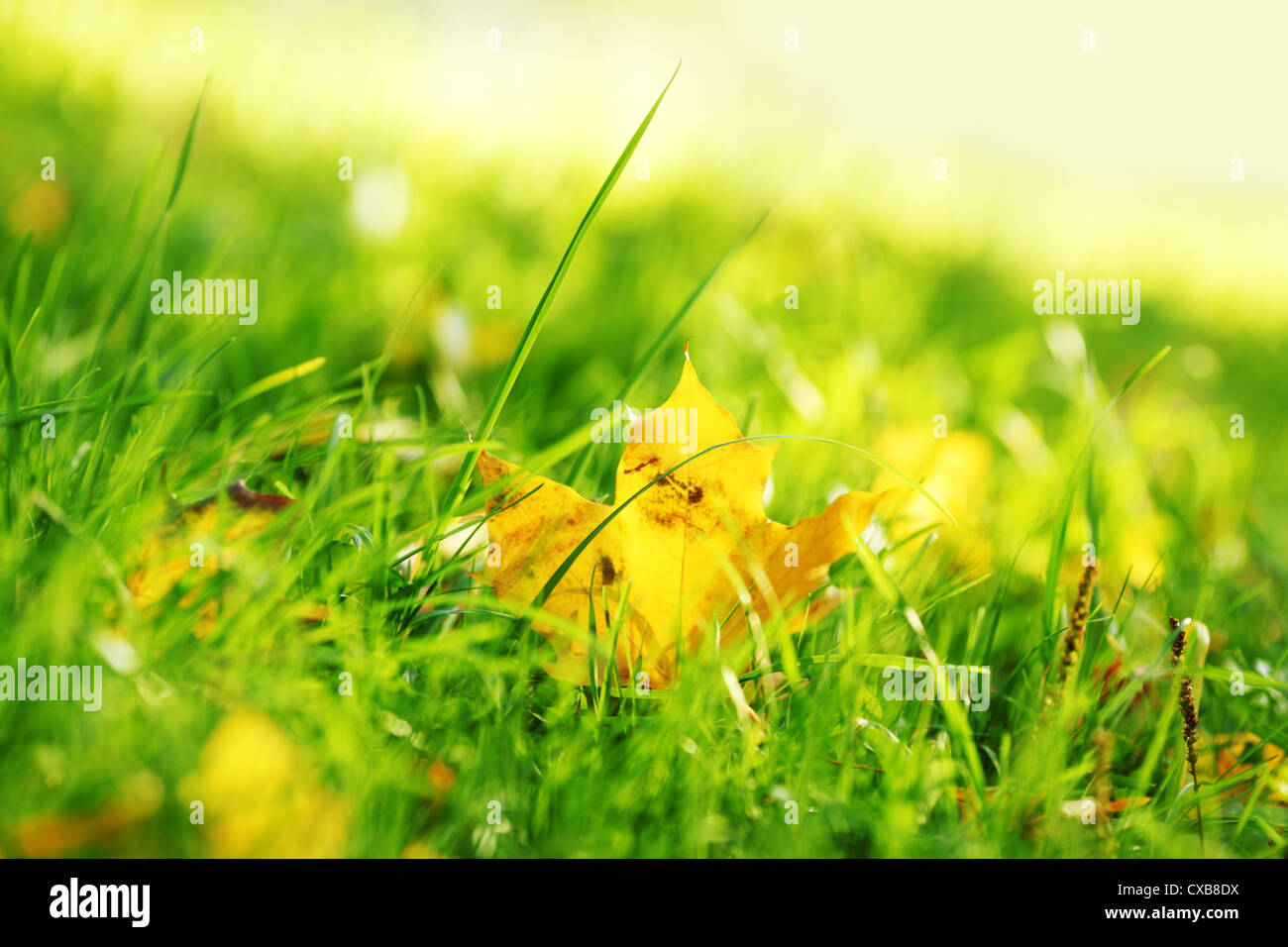 autumn leaves in the park Stock Photo - Alamy