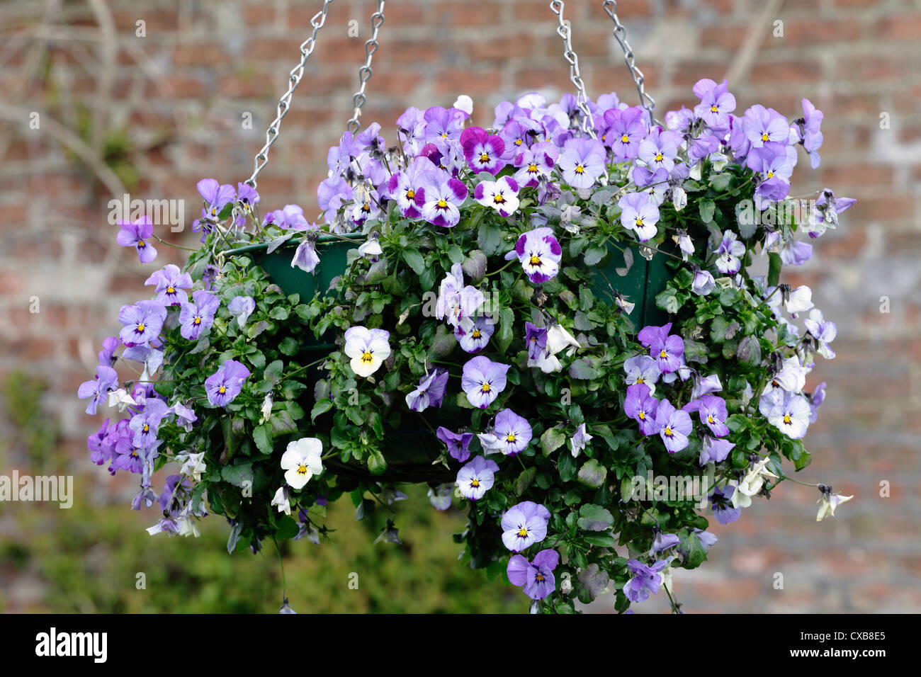 Hanging basket with summer violas, UK, Europe Stock Photo