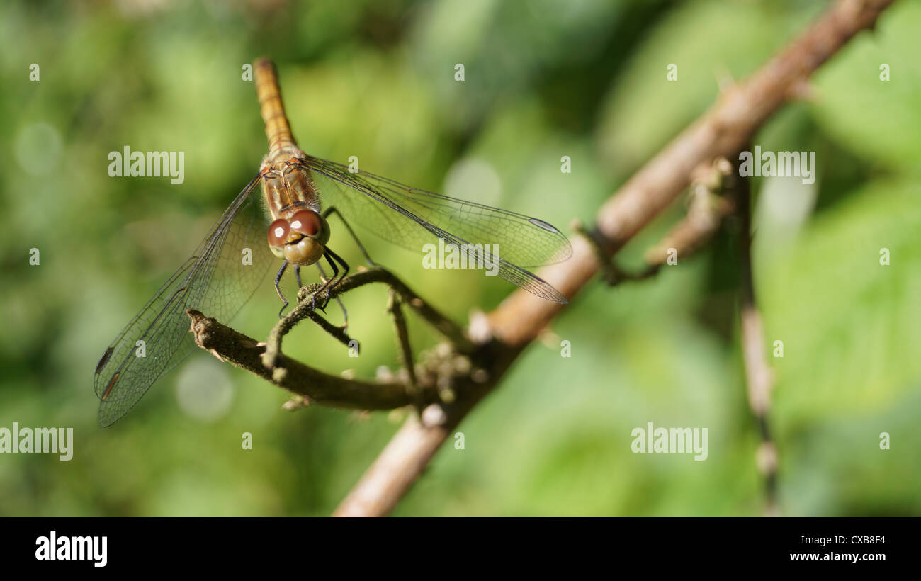Dragonfly on a branch Stock Photo - Alamy