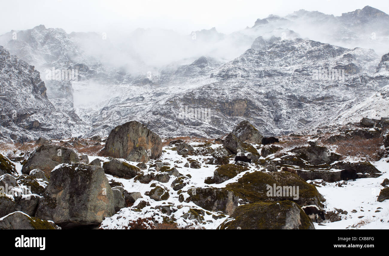 Yak standing in the snow overlooking the Langtang valley, Nepal Stock ...
