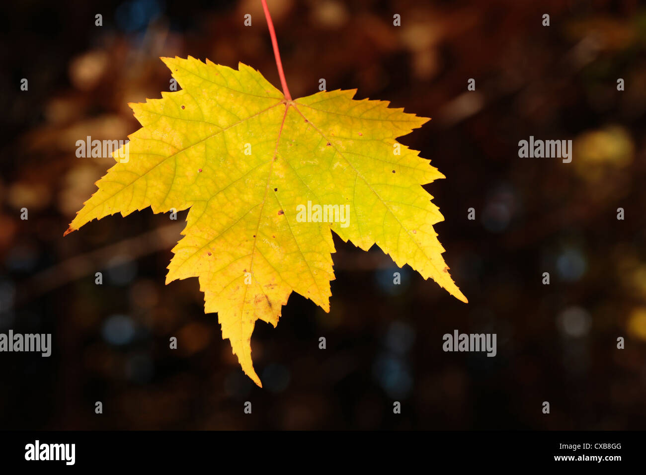 Maple leaf turning red hi-res stock photography and images - Alamy