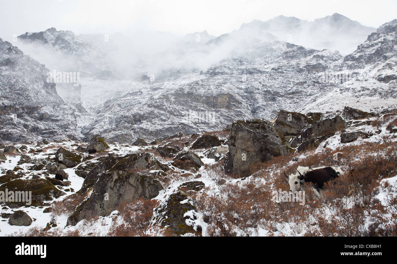 Yak standing in the snow overlooking the Langtang valley, Nepal Stock ...