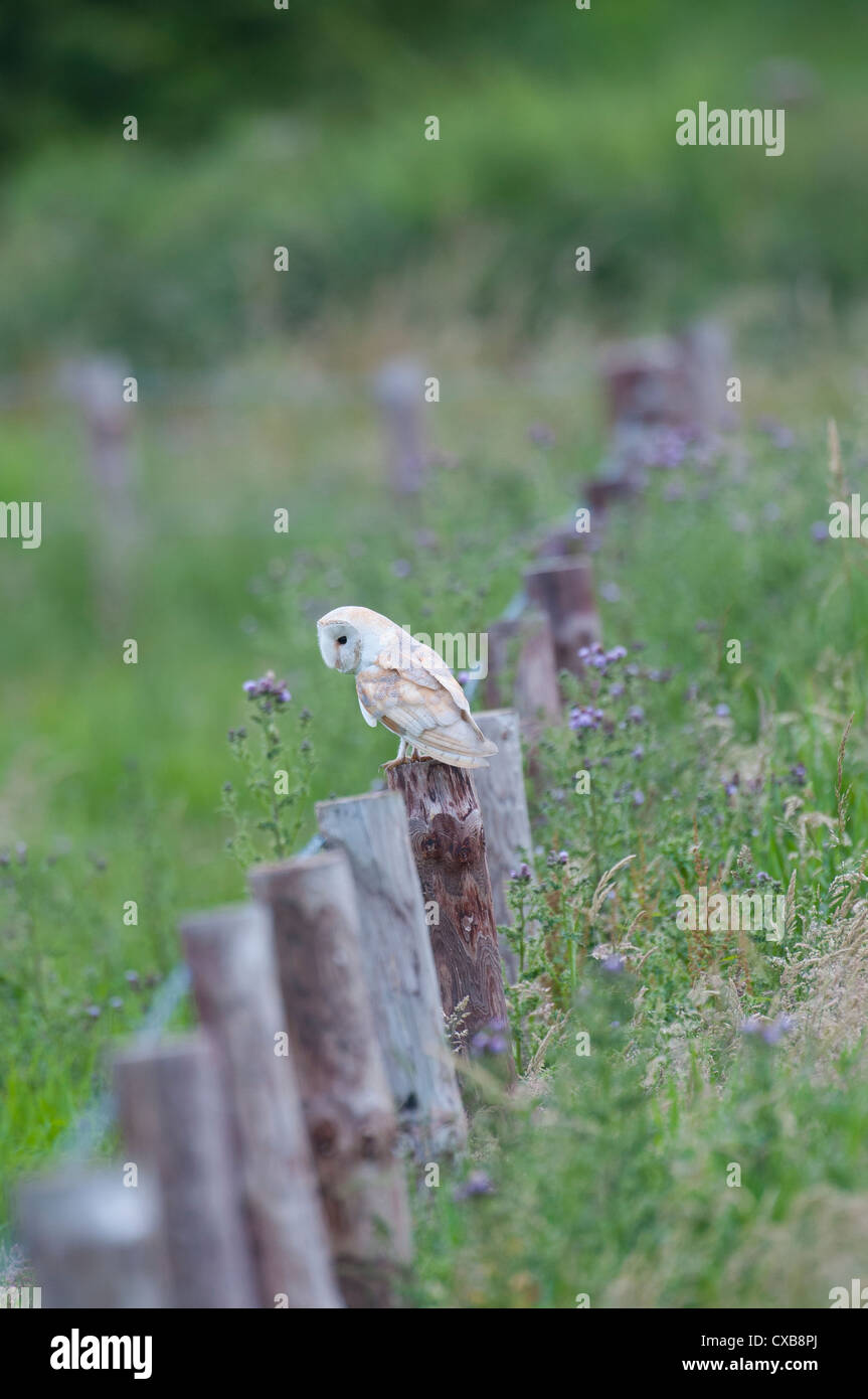 Barn Owl, tyto alba, hunting from fence posts on grazing meadow, England, July Stock Photo