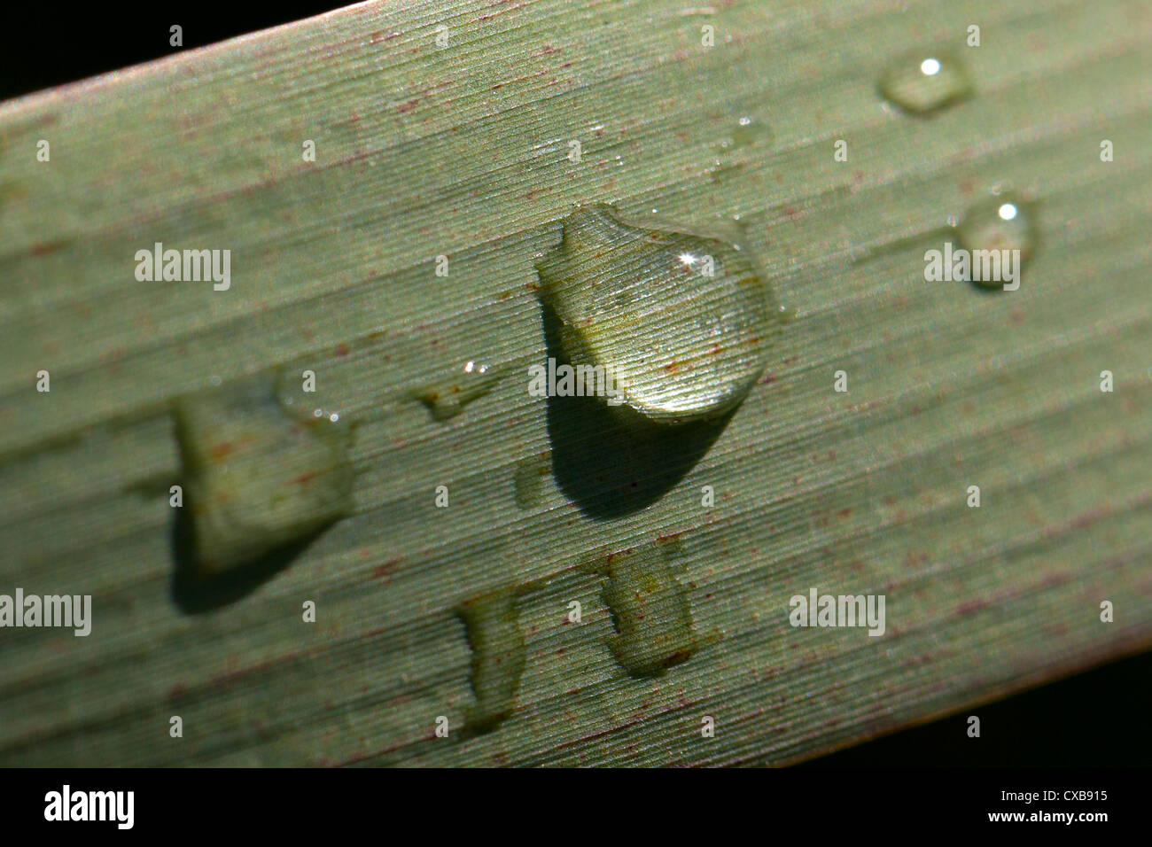 Beads of water on a Bulrush leaf, Bow Creek Ecology Park, Newham, London, England, UK. Stock Photo