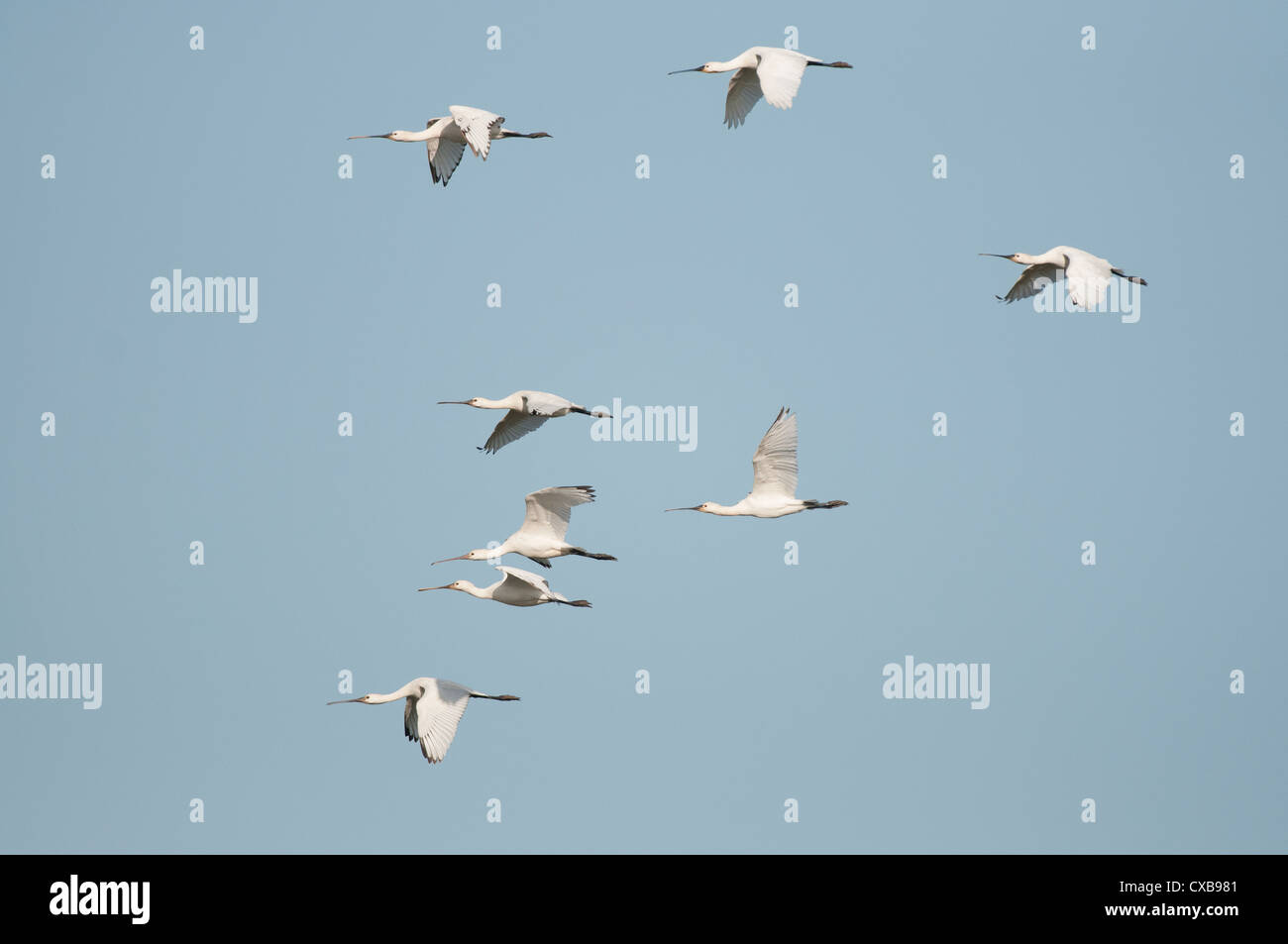 Common Spoonbill (Platalea leucorodia) group of eight birds in flight, including juveniles Stock Photo