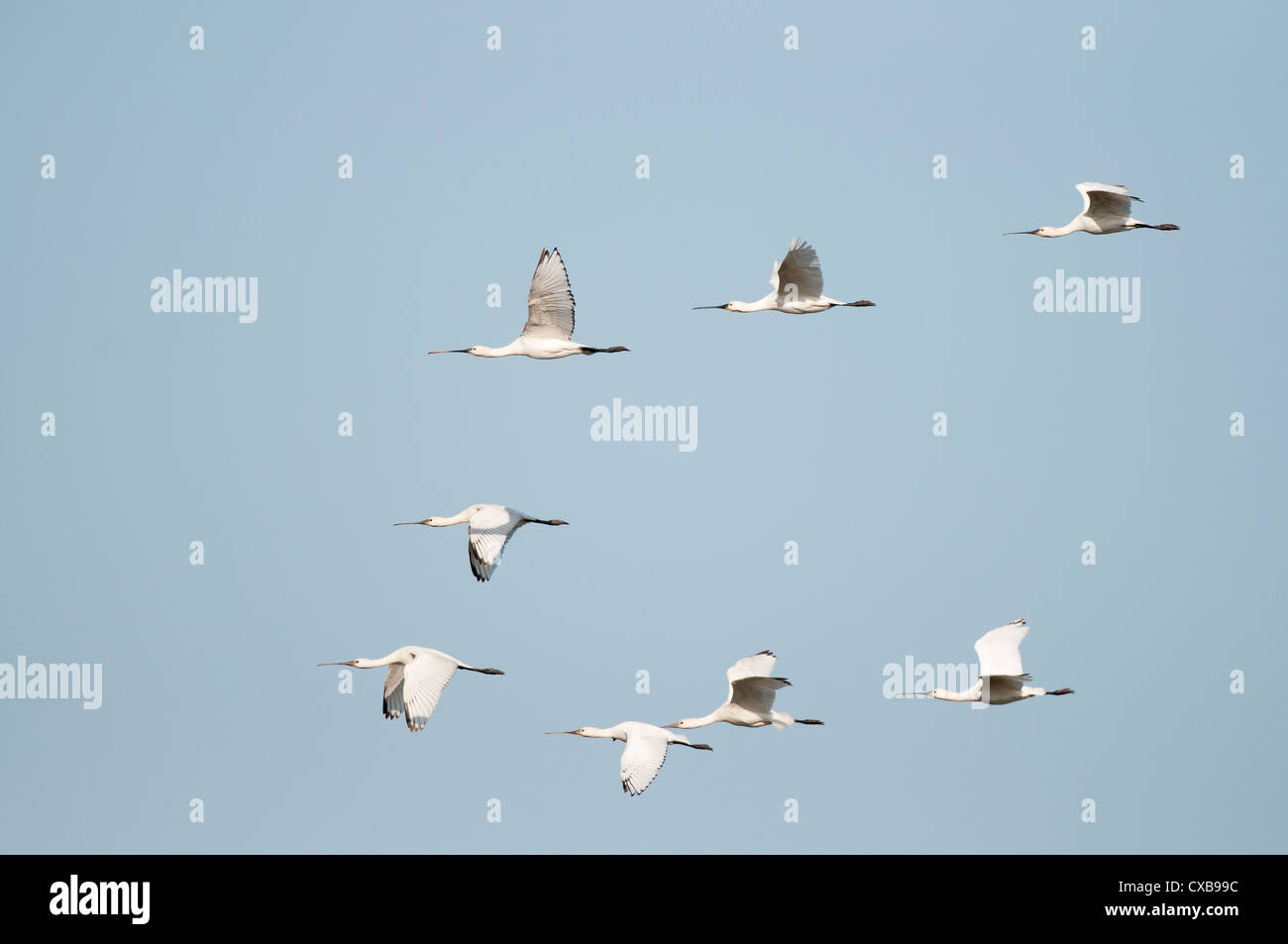 Common Spoonbill (Platalea leucorodia) group of eight birds in flight, including juveniles Stock Photo