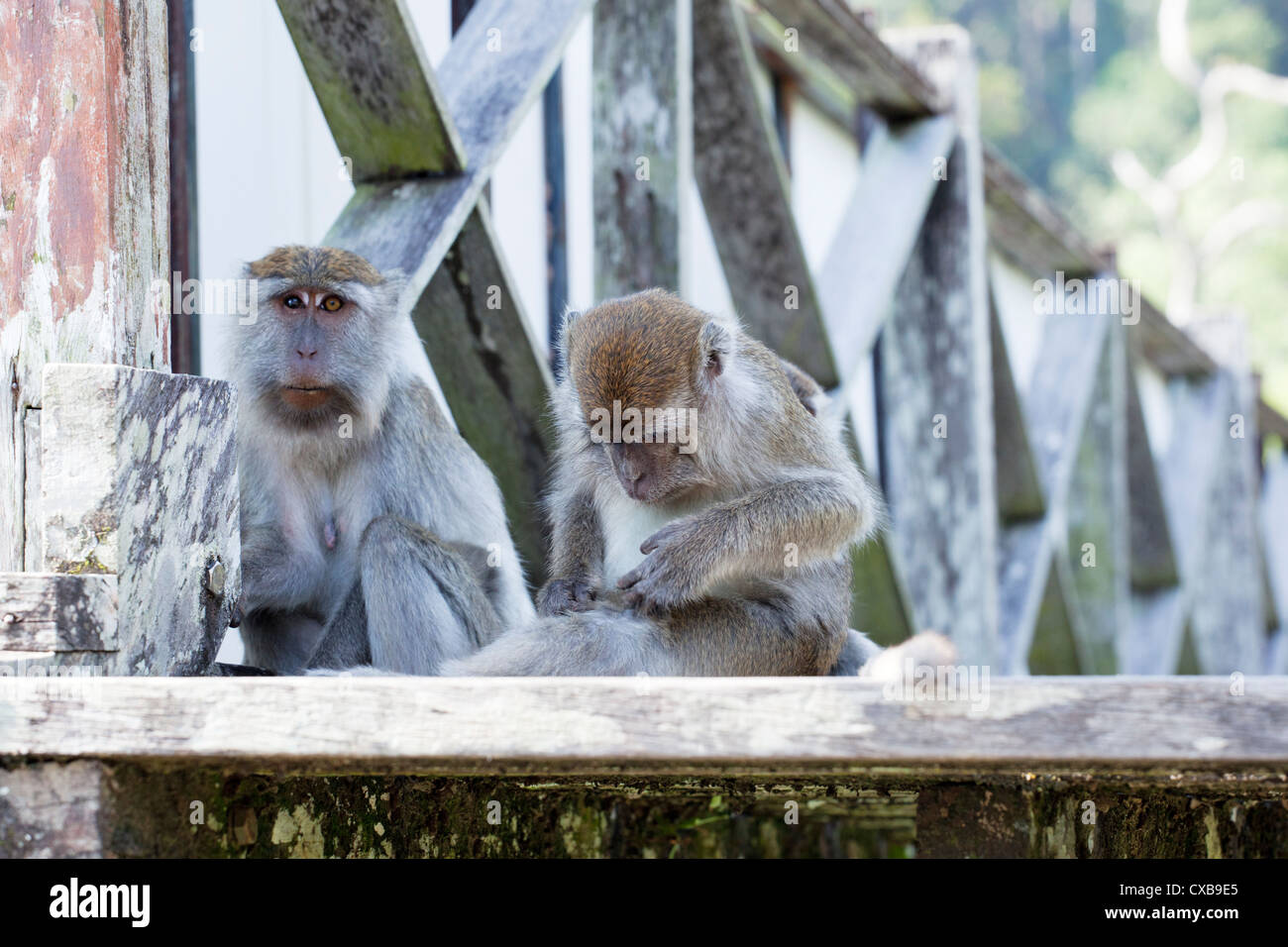 Monkeys at Bako National Park, Borneo Stock Photo