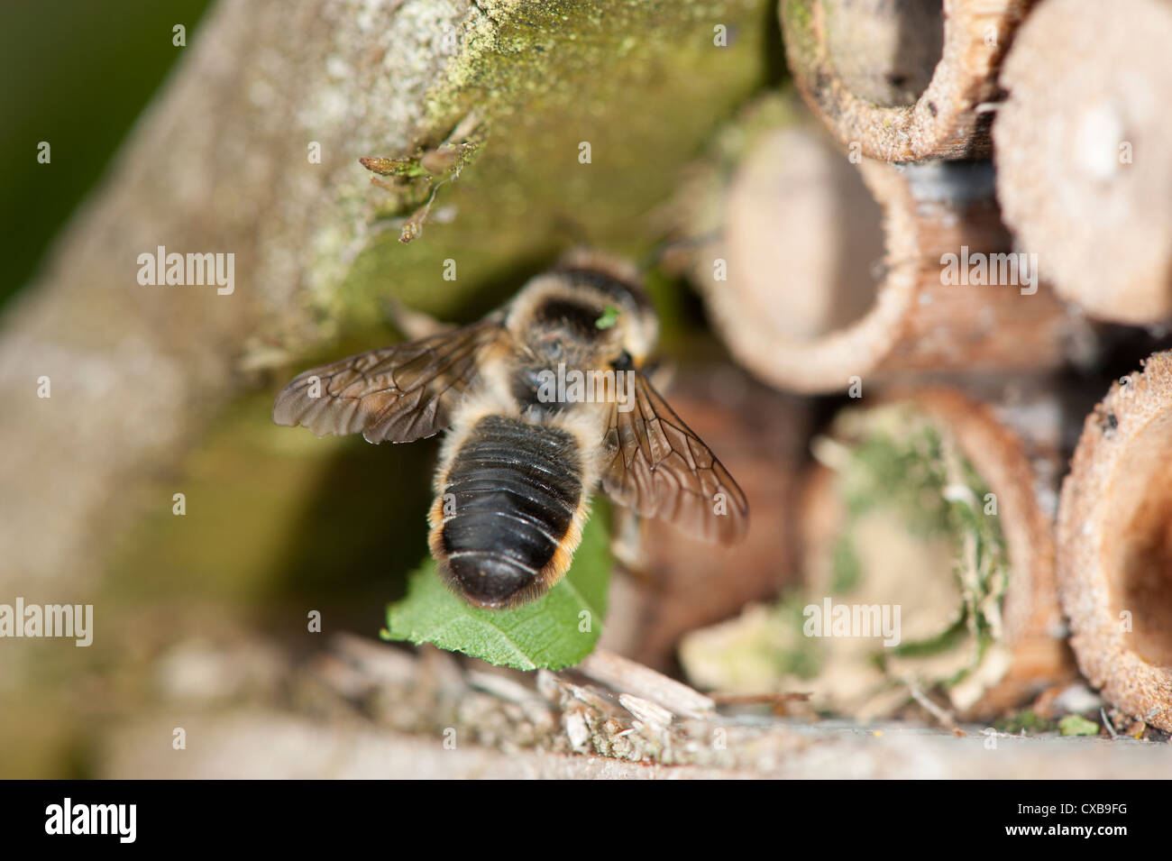 Leafcutter Bee Megachile centuncularis entering garden bug box with