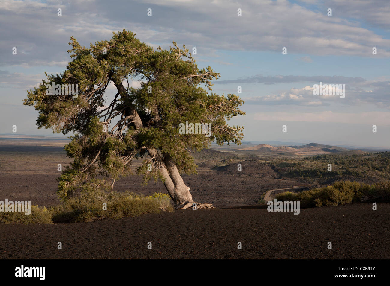 A limber pine tree clings to the top of Inferno Cone, Craters of the Moon National Monument, ID. Stock Photo