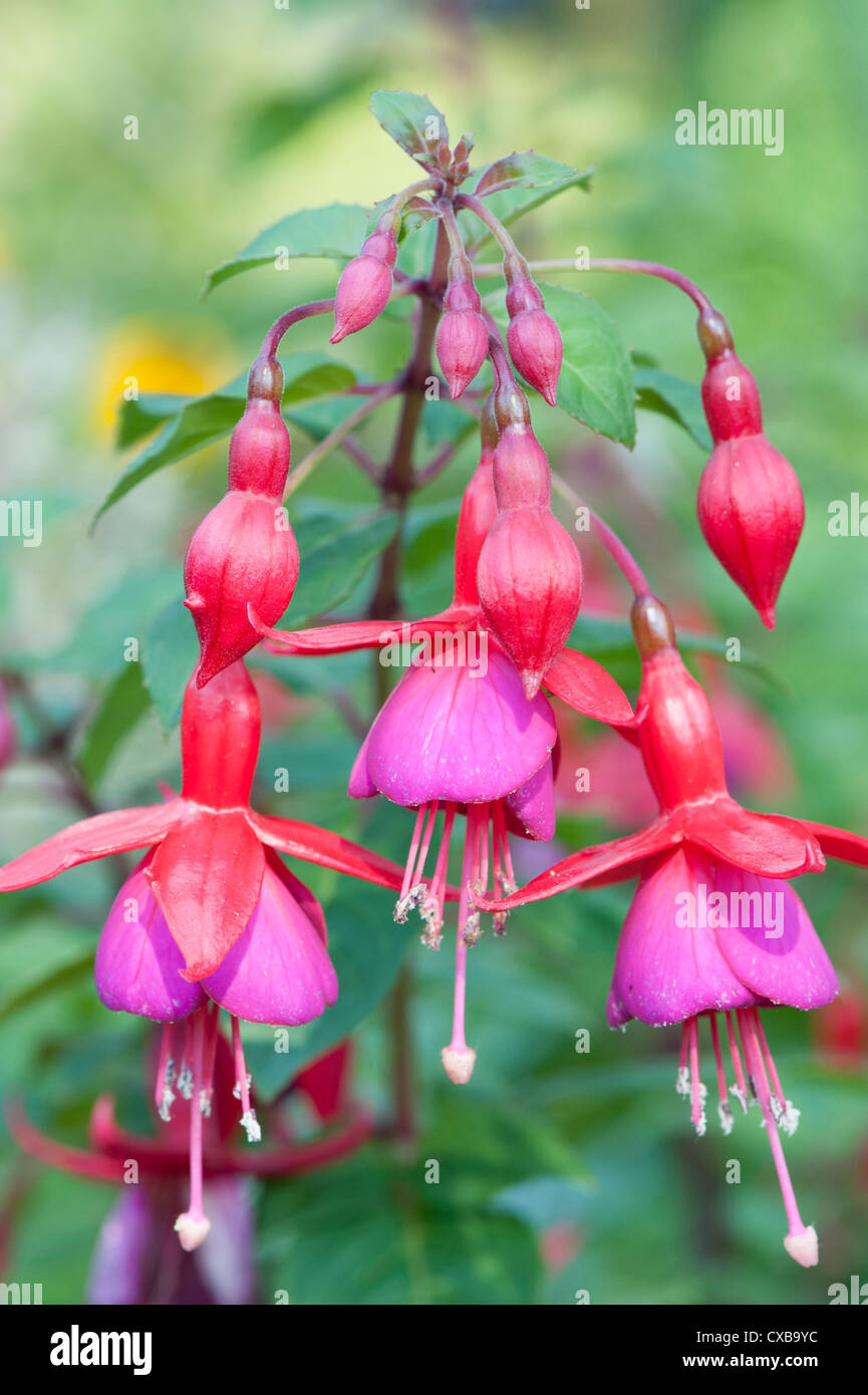 Garden fuchsia flowers Stock Photo