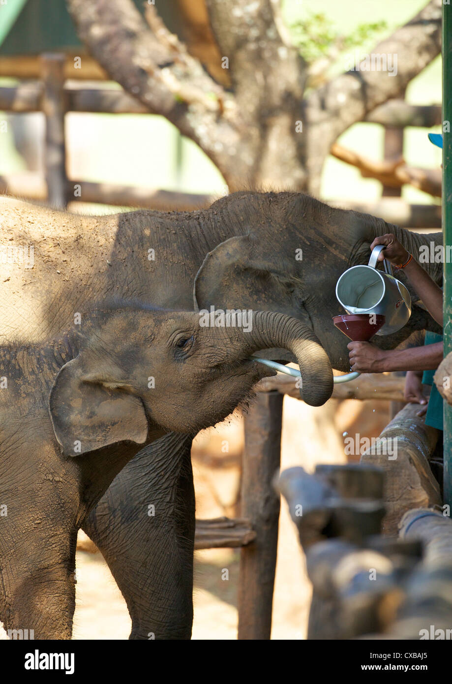 Baby Asian elephants being fed, Uda Walawe Elephant Transit Home, Sri Lanka, Asia Stock Photo