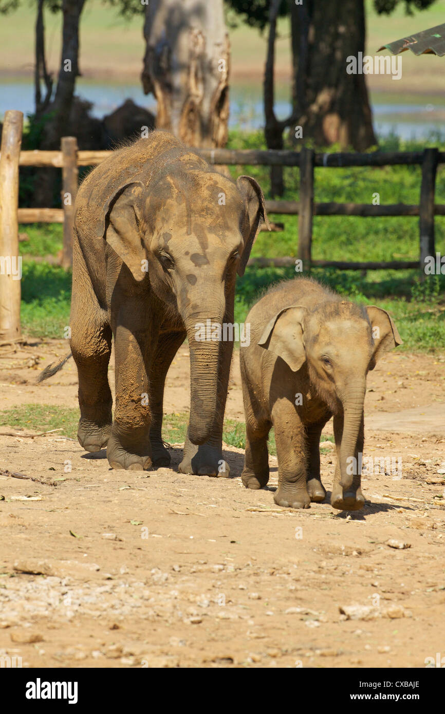Baby Asian elephants, Uda Walawe Elephant Transit Home, Sri Lanka, Asia Stock Photo
