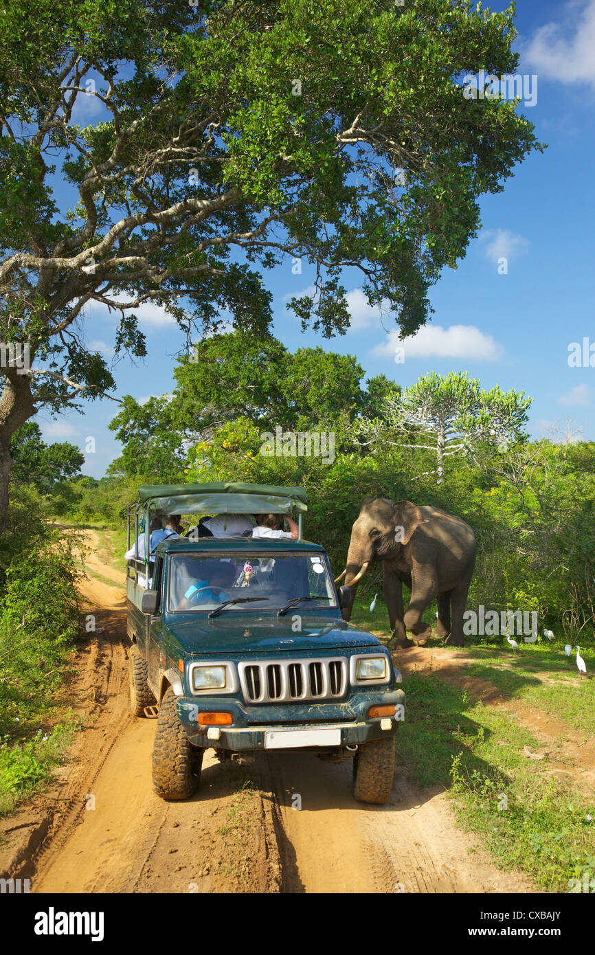 Asiatic tusker elephant (Elephas maximus maximus), close to tourists in jeep, Yala National Park, Sri Lanka, Asia Stock Photo