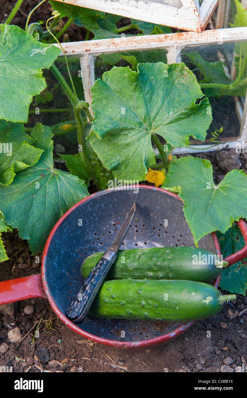 Outdoor ridge cucumbers scrambling out of victorian lantern cloche, two ...