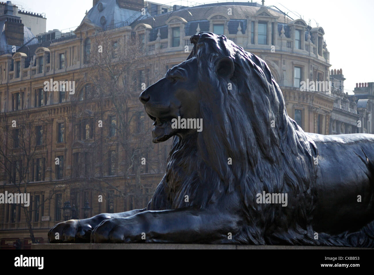 Bronze lion statue by Sir Edwin Landseer, Trafalgar Square, London, England, United Kingdom, Europe Stock Photo