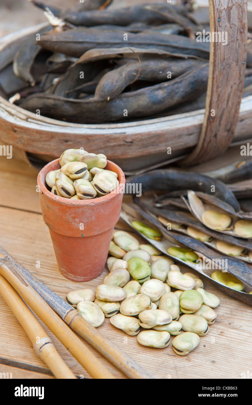 Garden still life with dried broad bean pods with ripe seeds ready for next season Stock Photo
