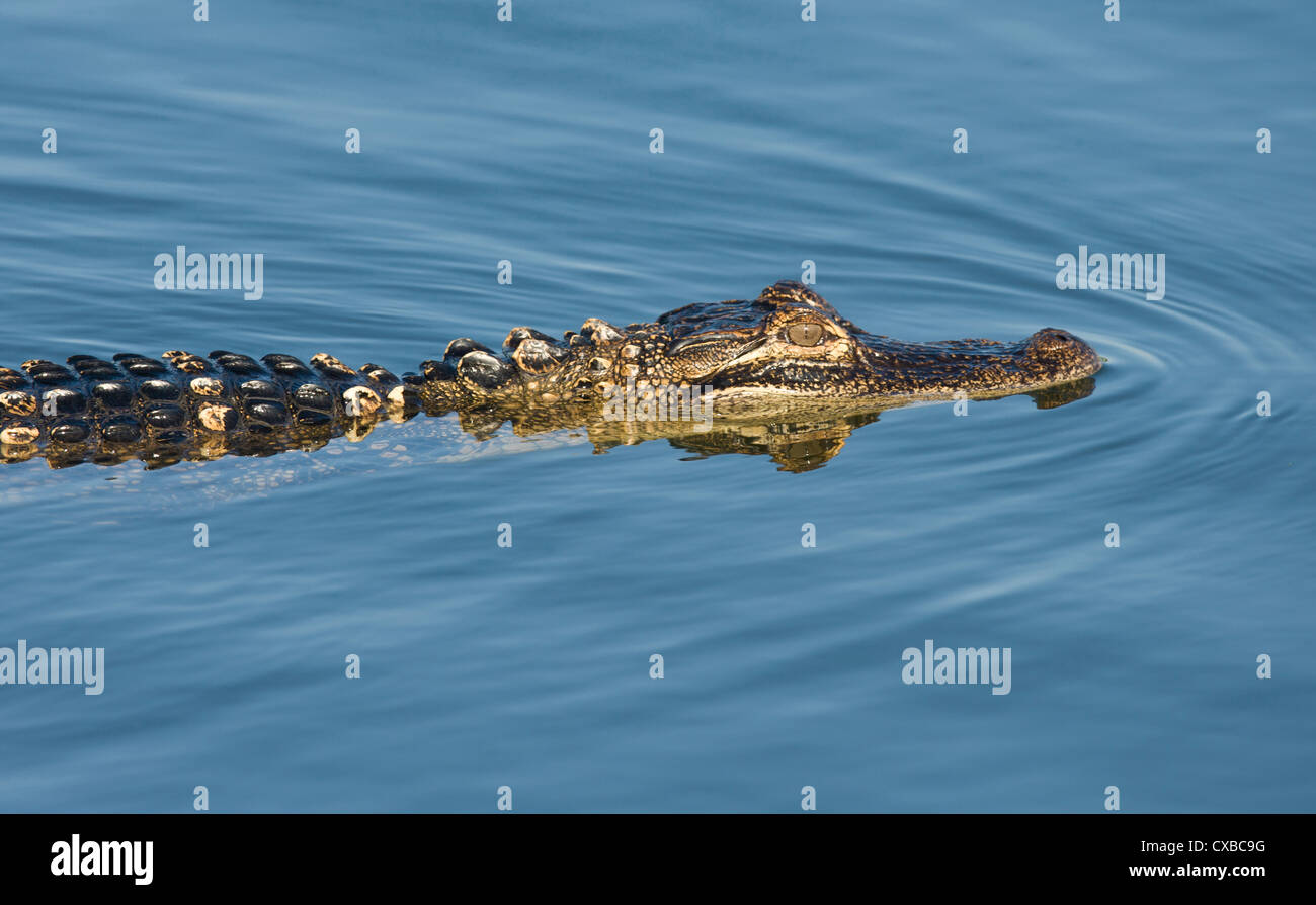 Alligator swimming in blue water Stock Photo