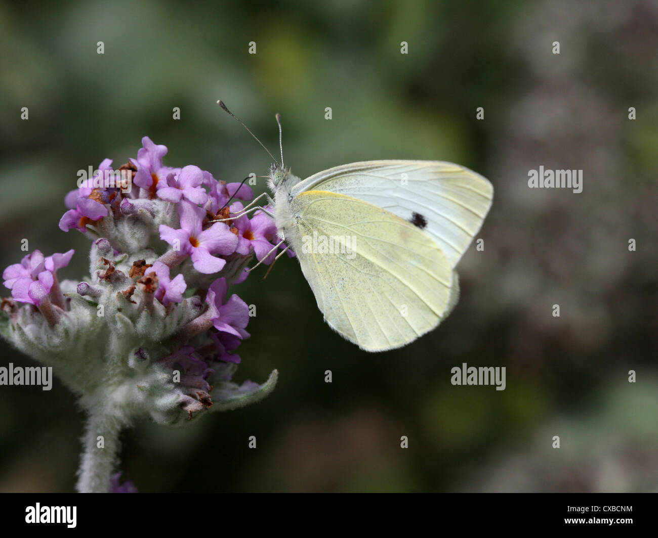 Large White butterfly resting on verbena Stock Photo