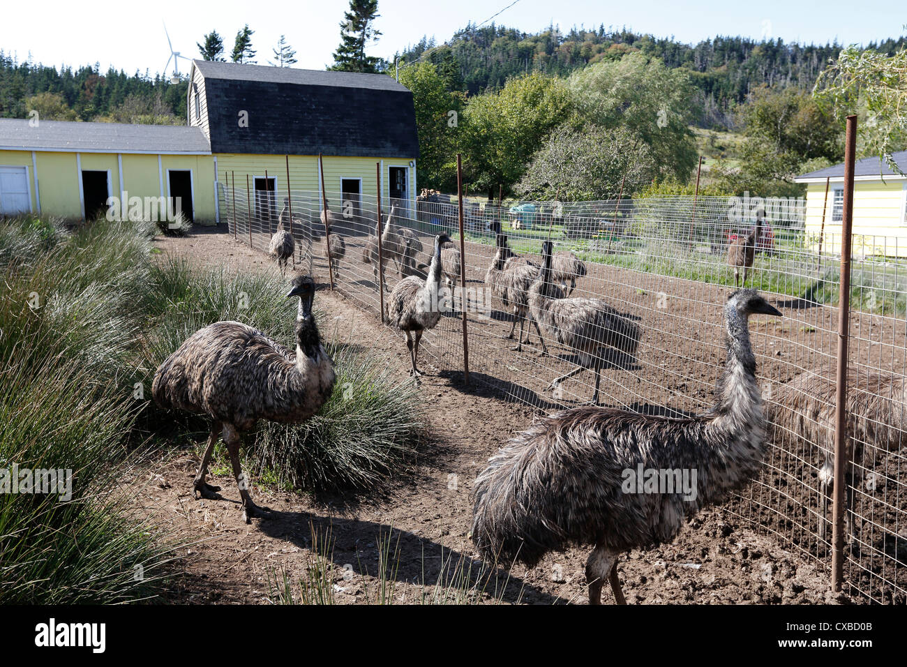Emus, Ocean Breeze Emu Farm, Gullivers Cove, Digby, Nova Scotia Stock