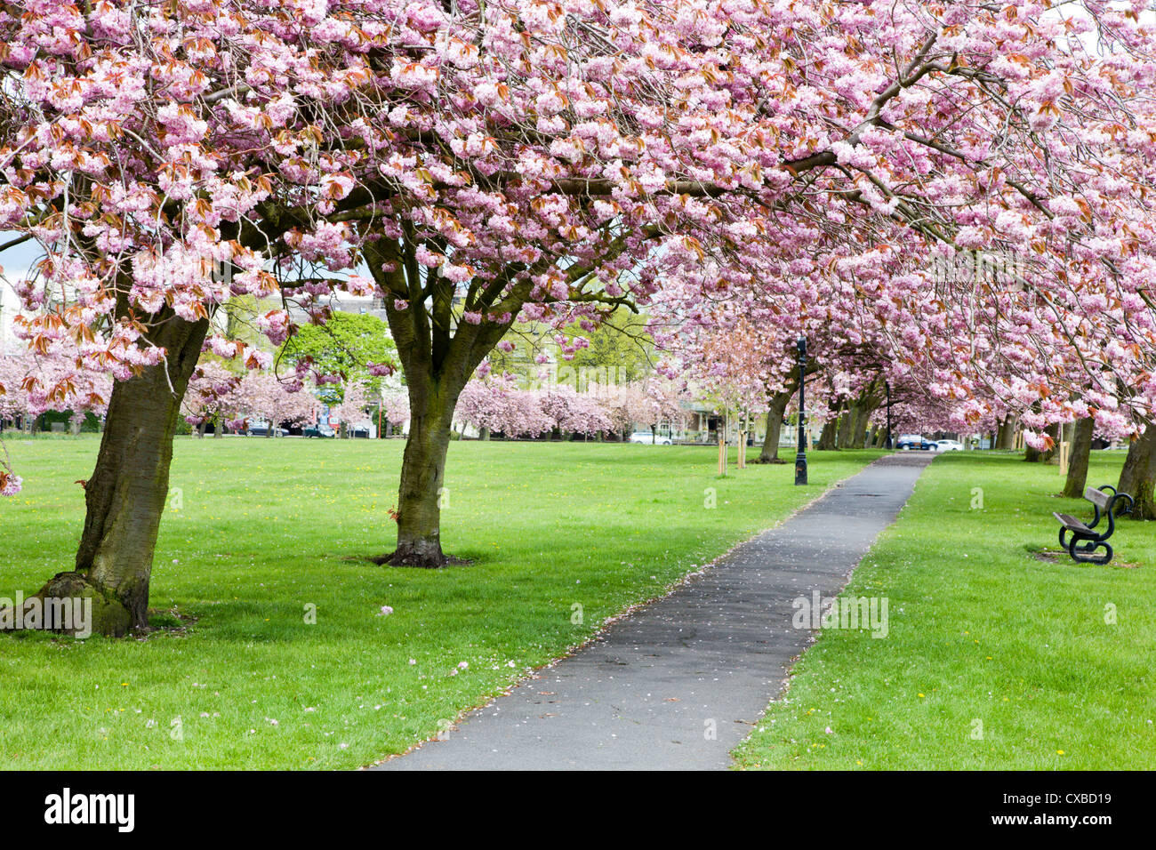 Cherry blossom on The Stray in spring, Harrogate, North Yorkshire