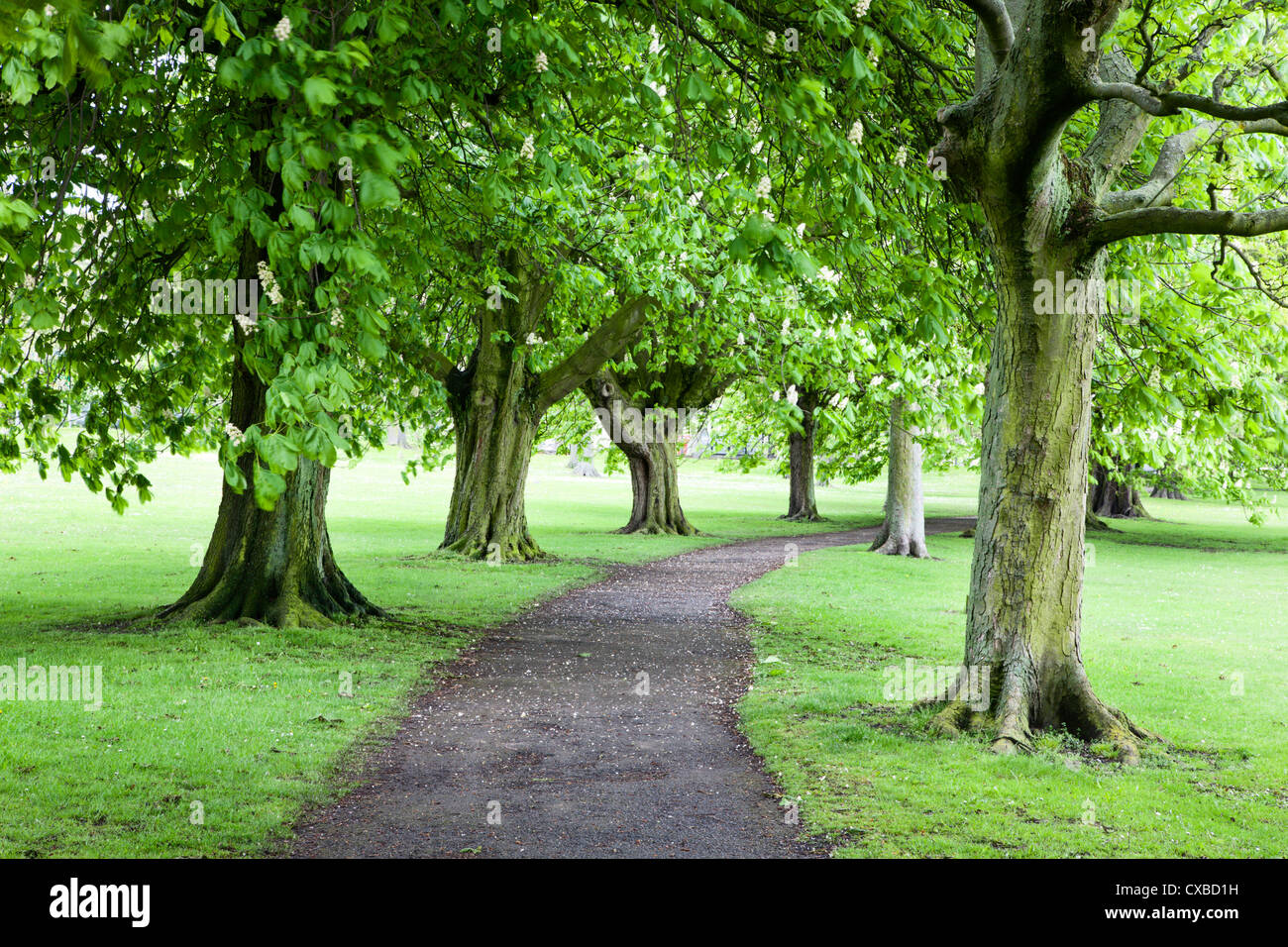 Spring trees on The Stray in spring, Harrogate, North Yorkshire ...