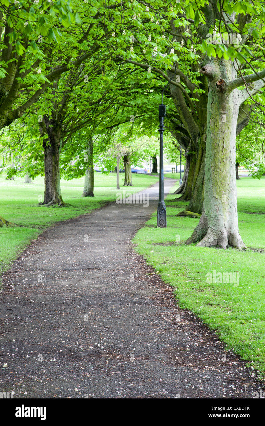 Spring trees on The Stray in spring, Harrogate, North Yorkshire ...